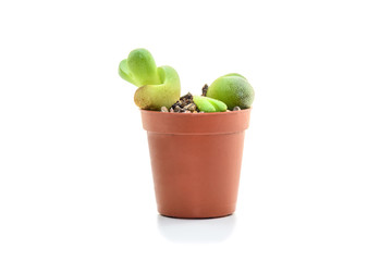 Lithops verrucosa succulent plant in flower pot