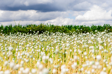 Poppy seed heads in a field in lincolnshire with an overcast sky