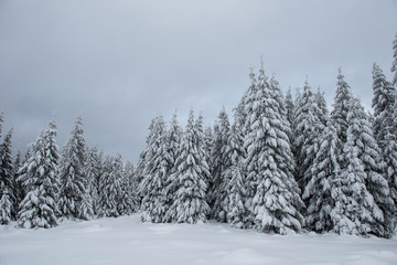 Fairy winter landscape with fir trees