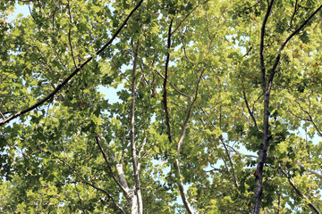 Fototapeta premium Plane platanus tree crown green leaves