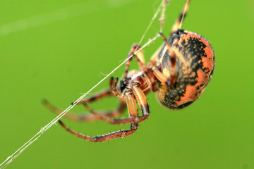 spider