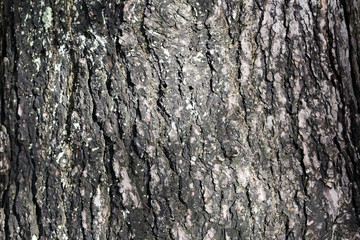 texture of pine bark trunk.