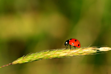 ladybug on leaf