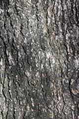 Fototapeta premium texture of pine bark trunk.