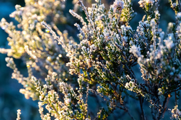 Branches covered in frost