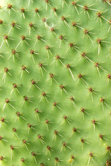 Closeup of spines on cactus, background cactus with spines