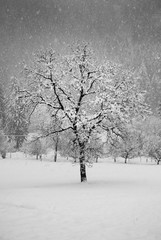 Single bare tree during a snowfall day