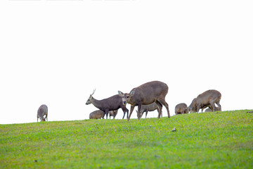 Many deer eat grass, deer isolated from white background.