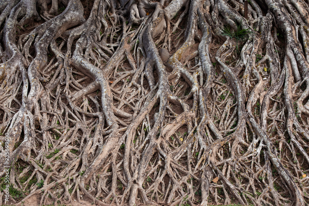 Poster root of the tree ,background tree roots for graphics.