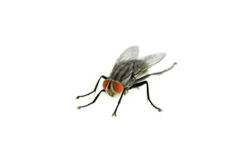 fly isolated on a white