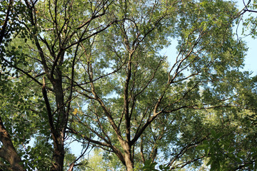 Fototapeta premium Black locust robinia pseudoacacia tree crown green leaves 