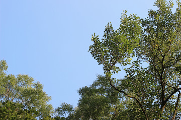 Various lime black locust trees crown green leaves