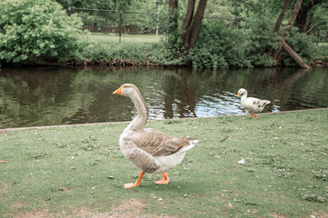 Big grey goose walk in the park in front of the pond. The Netherlands, The Hague.