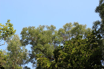 Obraz premium Black locust robinia pseudoacacia tree crown green leaves