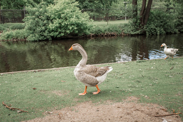 Big grey goose walk in the park in front of the pond. The Netherlands, The Hague.