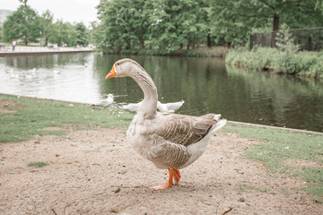 Big grey goose walk in the park in front of the pond. The Netherlands, The Hague.