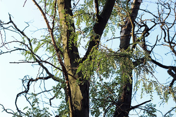 Black locust robinia pseudoacacia tree 
