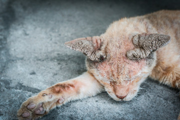 street sleeper