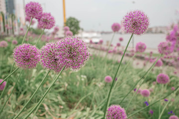 Blooming violet onion plant in the city garden. Flowers of decorative onion. Allium giganteum. Beautiful blossoming of garlic flowers. Rotterdam, The Netherlands.