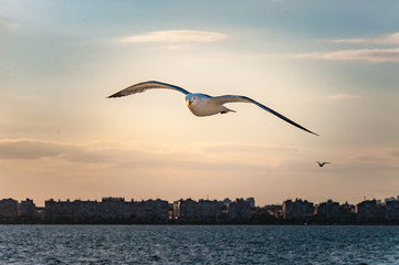 Fototapeta na wymiar Seagull flying and looking at the camera. Blury city background at sunset.