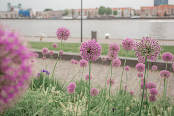 Fototapeta premium Blooming violet onion plant in the city garden. Flowers of decorative onion. Allium giganteum. Beautiful blossoming of garlic flowers. Rotterdam, The Netherlands.