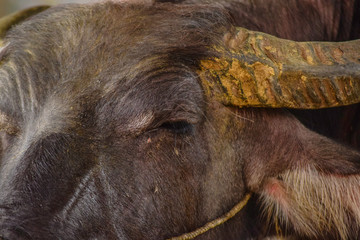 Buffalo in thailand 