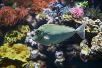 View of a bluespine unicornfish