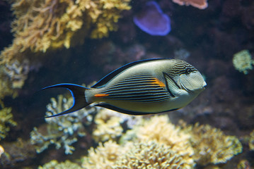 Fototapeta na wymiar View of a Sohal surgeonfish