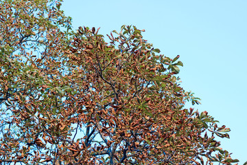 Chestnut castanea tree crown yellow gold autumn fall leaves sunlit tall overhead park forest woods...
