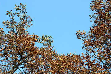 Chestnut castanea tree crown yellow gold autumn fall leaves sunlit tall overhead park forest woods from ground blue sky