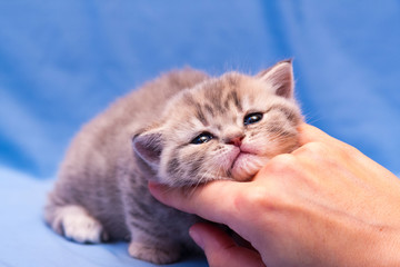 Happy gentle kitten put his head on the woman's hand