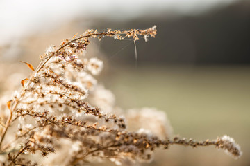 Fluffy plants at amazing sunset background. Beautiful autumn atmospheric photo. Belarus, Minsk.