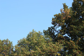 Chestnut castanea tree crown green yellow autumn fall