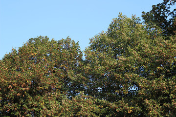 Chestnut castanea tree crown green yellow autumn fall