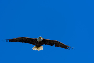 A bald eagle (Haliaeetus leucocephalus) soars over Grand Traverse Bay, part of Lake Michigan in the U.S.A..