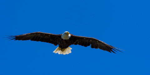 A bald eagle (Haliaeetus leucocephalus) soars over Grand Traverse Bay, part of Lake Michigan in the U.S.A..