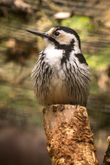 whiteback woodpecker
