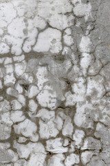 rough texture of a old gray wall.