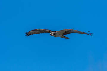 An Osprey (Pandion haliaetus) soars over the Gulf coast of Florida, USA.