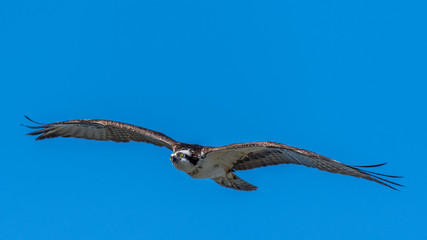 An Osprey (Pandion haliaetus) soars over the Gulf coast of Florida, USA.