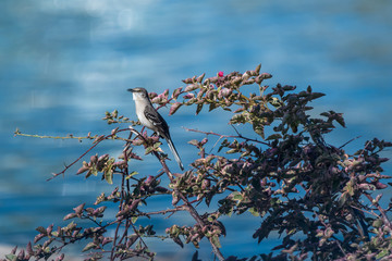 Northern Mockingbird.(Mimus polyglottos) percheed on a shrub in Florida, USA.