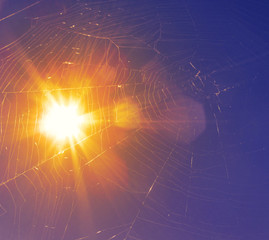 Obraz premium A spiderweb (or cobweb) against bright sun in vibrant colors. Close-up of a insect trap in nature on shiny sunshine.