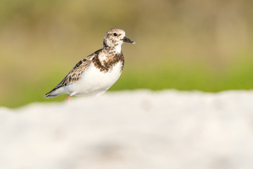 A ruddy turnstone (Arenaria interpres) walks over the white sand dune on the gulf coast of Florida, USA.