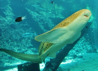 faune aquatique australie