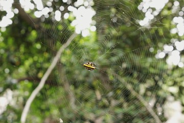 Insectes dans le désert Australie