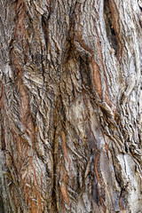 the texture of the trunk bark of cypress