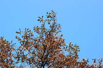 Chestnut castanea tree crown yellow gold autumn fall leaves