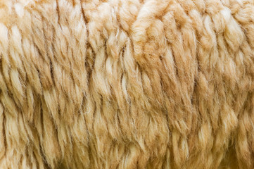 Sheep fur. Wool texture background