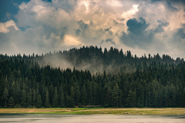 Forest landscape. Beautiful forests among the fog.