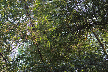 Tree branches leaves overhead in woods forest park autumn